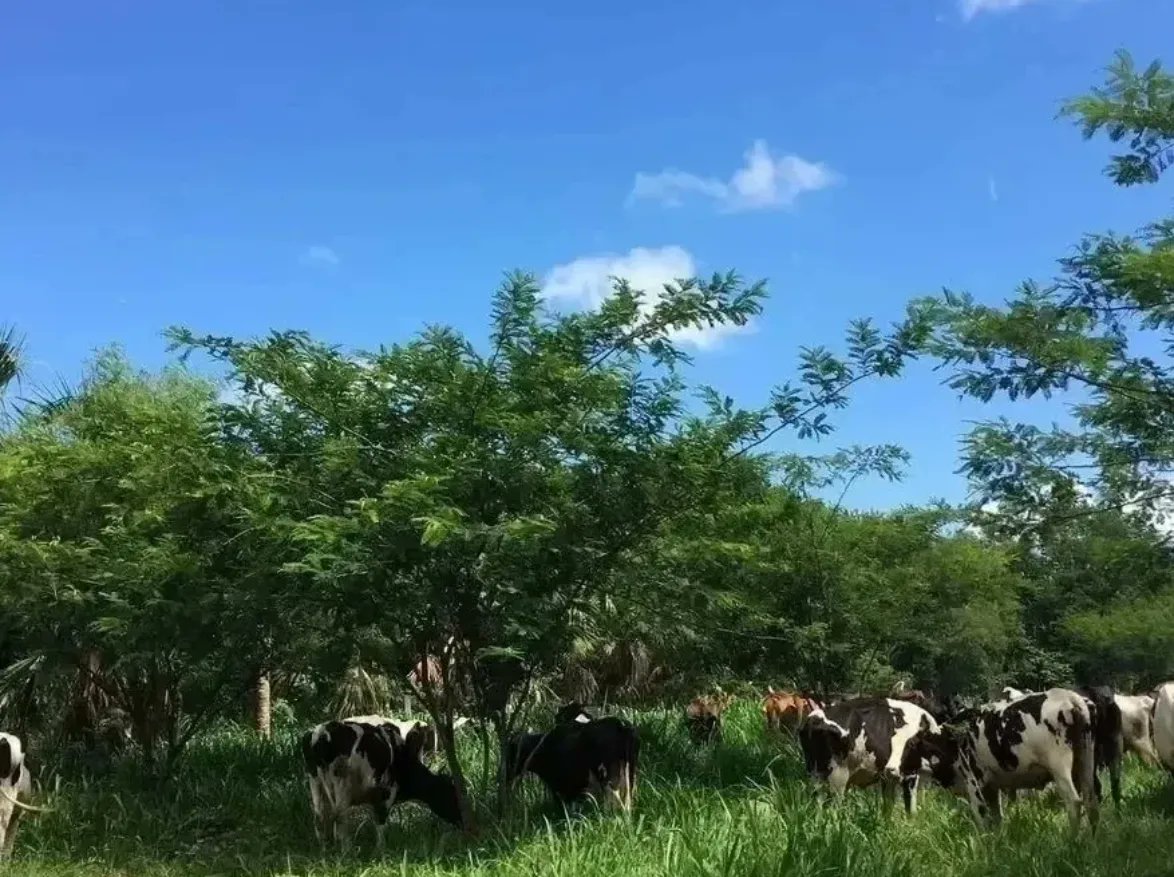 Sería muy bueno que los responsables de hacer leyes y promover políticas Agroproductivas se enteren que existen gran variedad de arreglos tecnológicos que nos pueden permitir producir alimentos de calidad y en cantidad sin degradar o desertificar el Ambiente,Agroforestería es una