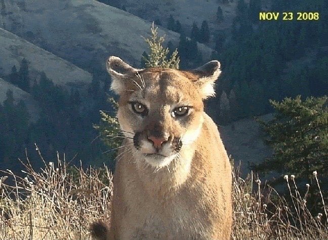trailcam (@trail_cams) on Twitter photo 