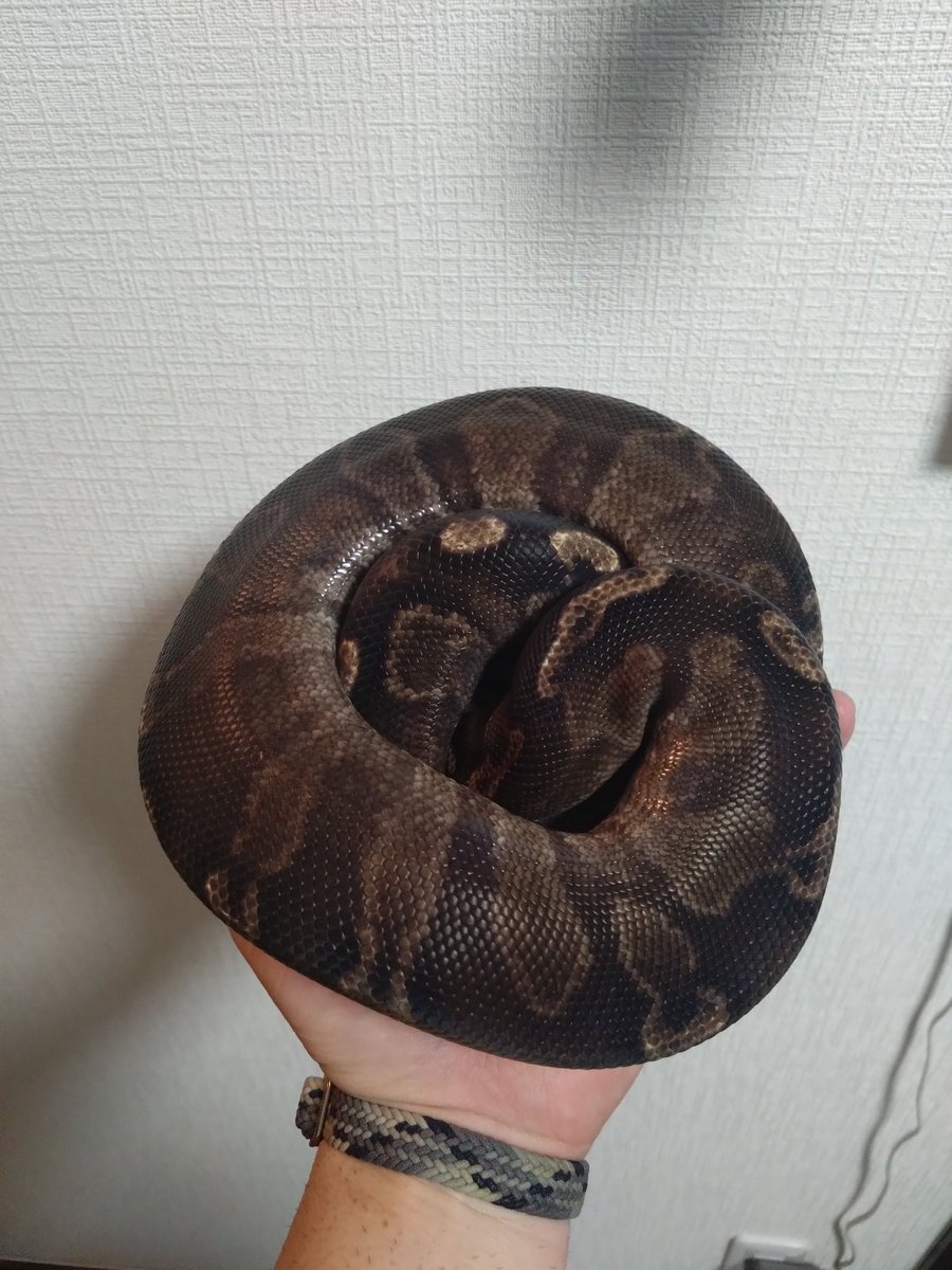 chunky_farm's tweet photo. スーパーGHIpossブラックヘッド♀
 
150000→60000

餌喰い良好

ボールパイソン https://t.co/VqI8dsDZ5Z