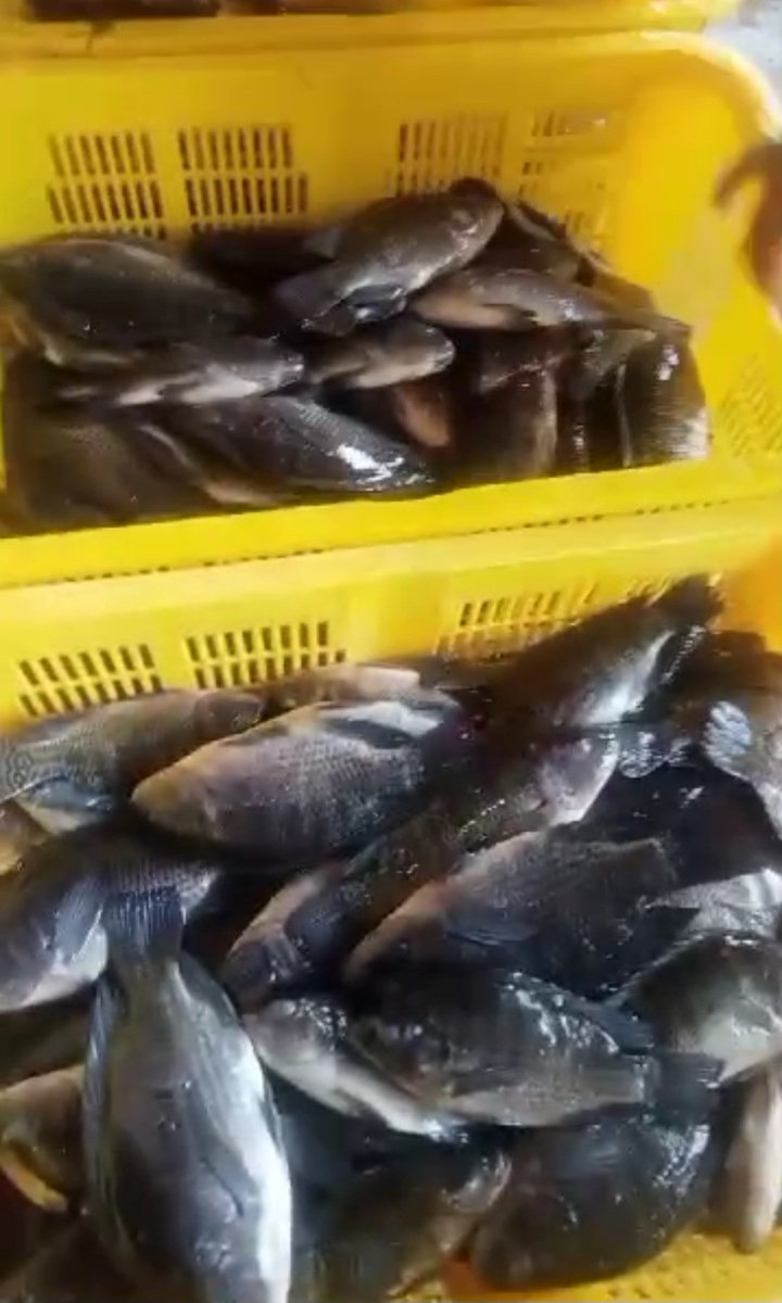 dodirahmad's tweet photo. Rabu (04/12/2024), Dodi Rahmad A, S.Pi, Luhkan Kab. Lampung Selatan. Mendampingi Pokdakan Mina Sejahtera di Ds. Sinar Karya Kec. Merbau Mataram, Melakukan Panen Ikan Nila sebanyak 420 kg, Uk 5-6 ekor/kg harga Rp. 19.000,-/kg
#GiatLuhkanSatminkalBRPPUPP 
#luhlapor 
#panen https://t.co/FB4lN0dbJV