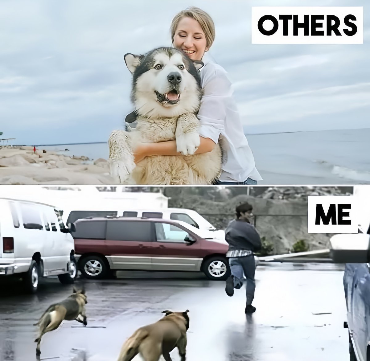 𝑴𝒆𝒎𝒐𝒓𝒊𝒆𝒔 with Dog 😂