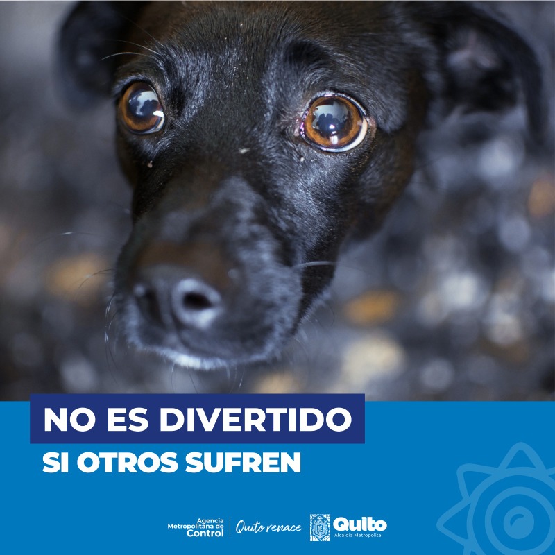 amcquito's tweet photo. 🚧 La Agencia Metropolitana de Control y el Cuerpo de Bomberos de Quito te recuerdan, la venta de pirotecnia en el espacio público está prohibida.
No pongas en riesgo tu seguridad.
Con orden y control.&amp;nbsp;#QuitoRenace https://t.co/OeIRWppEgC