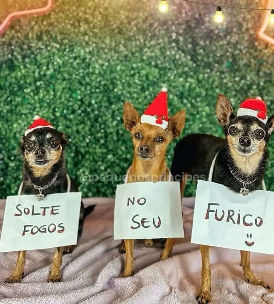 itimaliasof's tweet photo. Fim de ano chegando, só pra lembrar, soltar fogos assustam animais de estimação, idosos, doentes, crianças recém-nascida, e autistas. https://t.co/ARqtMyP9KX