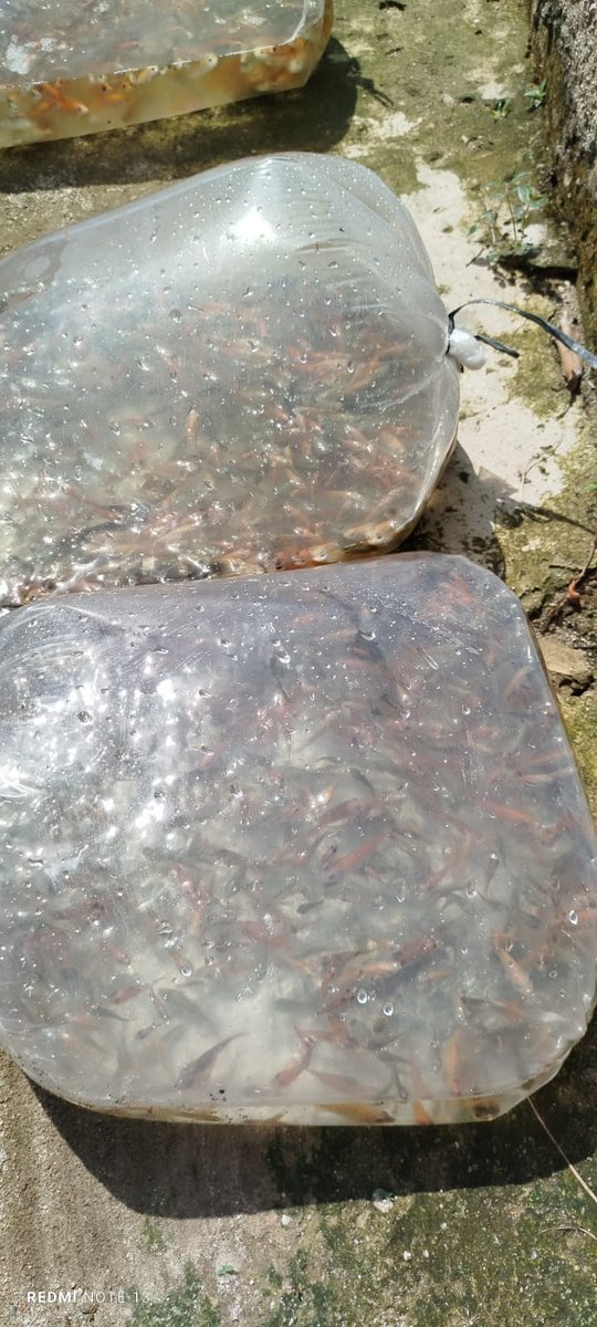 dodirahmad's tweet photo. Jumat (06/12/2024), Dodi Rahmad A, S.Pi, Luhkan Kab. Lampung Selatan. Mendampingi UPR Mina Mekar Sari di Ds. Merbau Mataram Kec. Merbau Mataram, Melakukan Panen Benih Ikan Nila 8.000 ekor, Uk. 5-7 cm harga Rp. 225,-/ekor
#GiatLuhkanSatminkalBRPPUPP 
#luhlapor
@bppsdm_brppupp https://t.co/uN03BgzK1t