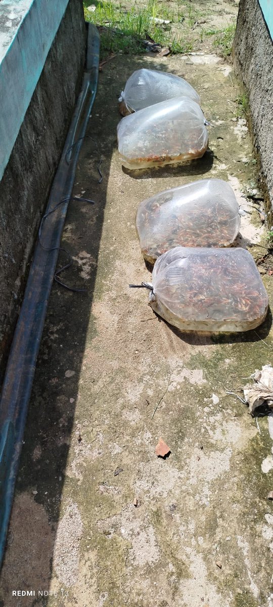 dodirahmad's tweet photo. Jumat (06/12/2024), Dodi Rahmad A, S.Pi, Luhkan Kab. Lampung Selatan. Mendampingi UPR Mina Mekar Sari di Ds. Merbau Mataram Kec. Merbau Mataram, Melakukan Panen Benih Ikan Nila 8.000 ekor, Uk. 5-7 cm harga Rp. 225,-/ekor
#GiatLuhkanSatminkalBRPPUPP 
#luhlapor
@bppsdm_brppupp https://t.co/uN03BgzK1t