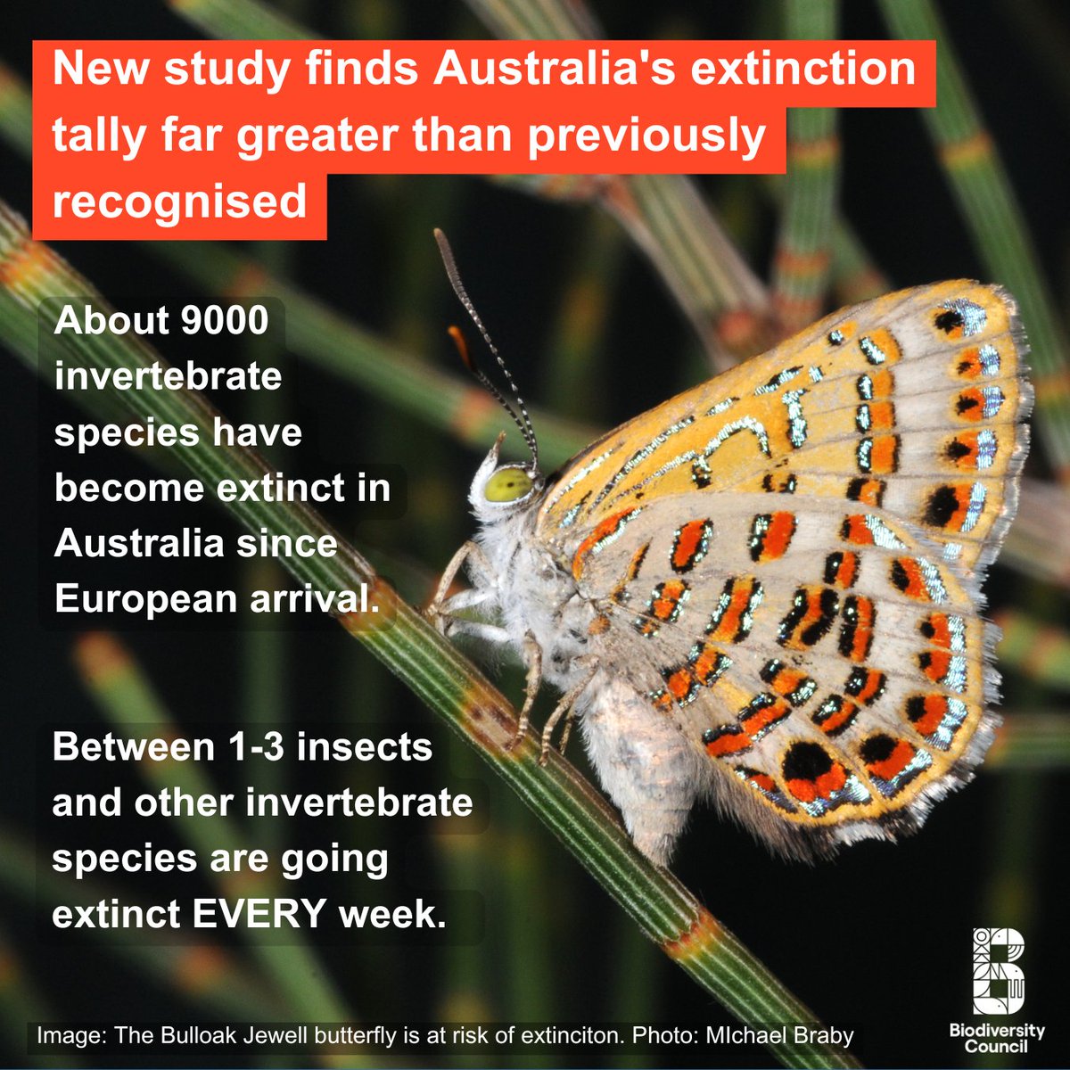 Biodivcouncil's tweet photo. Between one to three invertebrate species, such as pollinators and other beneficials like earthworms, are becoming extinct in Australia every week, and about 9000 have become extinct since European arrival in 1788, a new study finds.

“This matters to every person as invertebrates are the foundation of all healthy environments and a livable planet” @Biodivcouncil member Prof John Woinarski.

“There is a lot we can do to prevent extinctions, including by protecting important habitats and reducing threats, such as pesticide use” @Biodivcouncil member Dr Jess Marsh.

https://t.co/6SzeFonic0