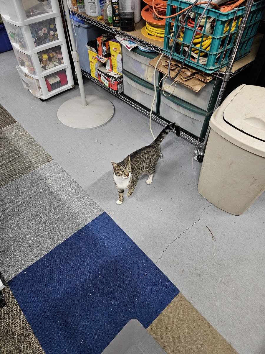 I'm home after a great weekend of riding motorcycles in the dirt. My happy place. No pics because I was busy riding. Instead here's this evening's sunset. The phone just can't get the true color. It was a red sky! Also pics of Catty.