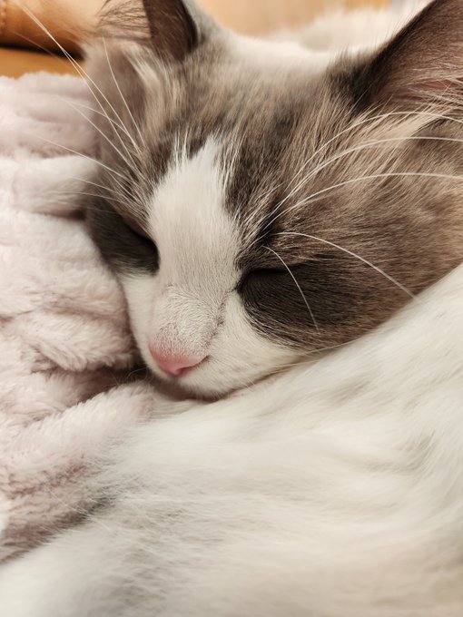 ナンナ おはよらない 