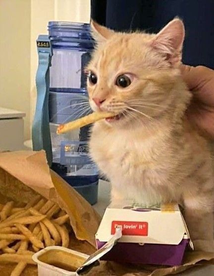 Catsillyness's tweet photo. Thieves! https://t.co/EBiSgpwwQt
