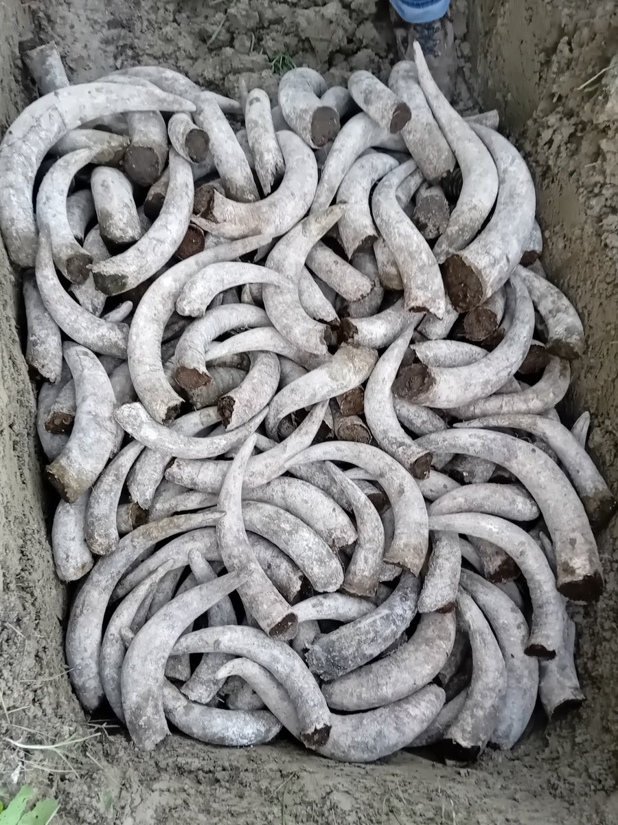RaventosiBlanc's tweet image. [BIODYNAMICS🐮]

Last week, we prepared and buried the #P500 🍂🧑‍🌾. We filled cow horns with fresh manure, which will now rest underground for six months to complete this essential process in #biodynamics. 🌱✨
