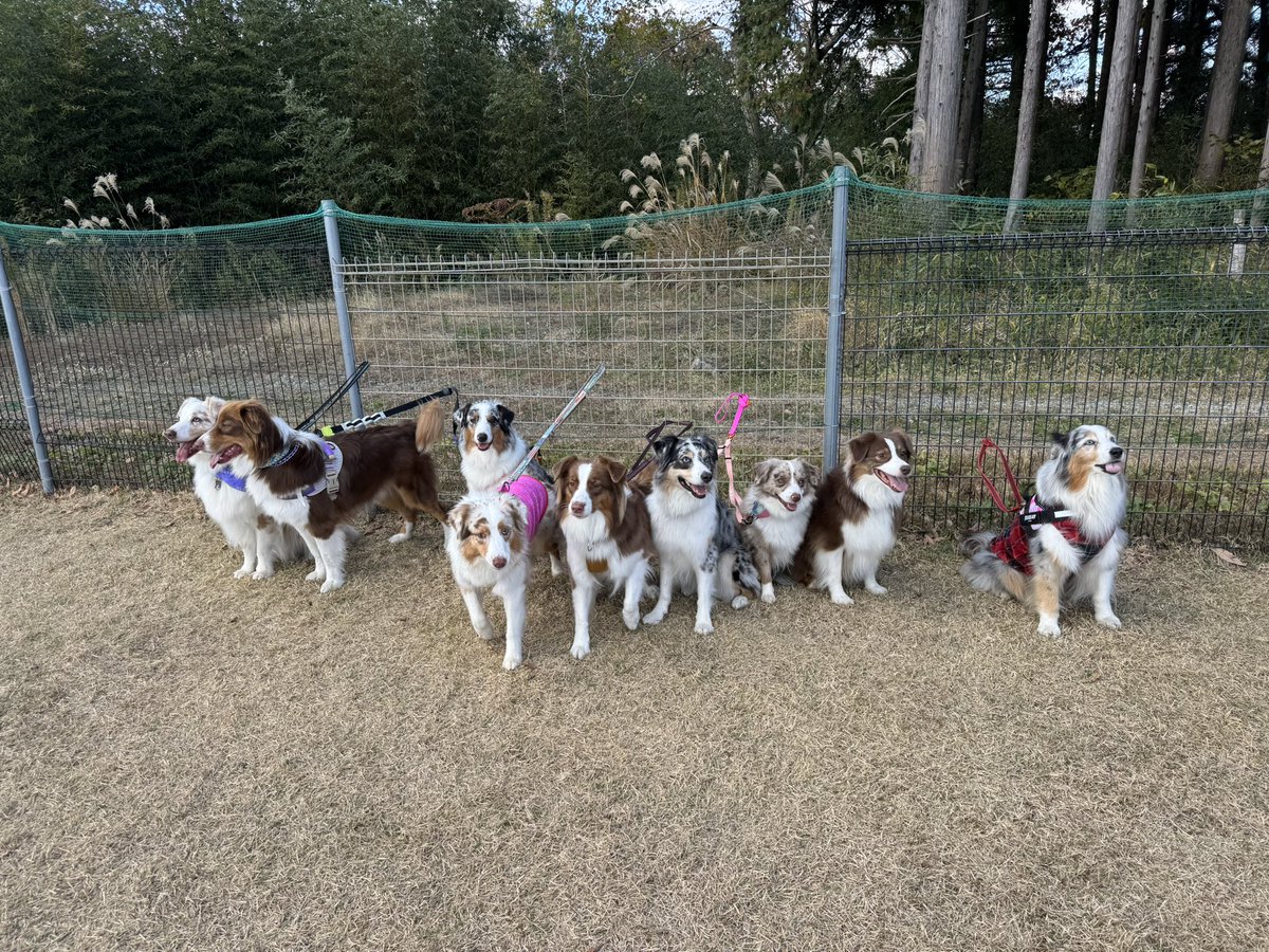 MTR_AM_KGR's tweet photo. 12/8
オゥシーオフ会を楽しんできました🐶
①柵越しにご飯を食べてる子を狙ういぬたち(かぐらが先駆者)
②まつりの親族たち🐶(何匹か違う)
③かぐらが横のガルチェロくんを気に入って、たくさん遊んでくれました😂
④100頭もいたんだってー🐶 https://t.co/8w9uPEcQw3