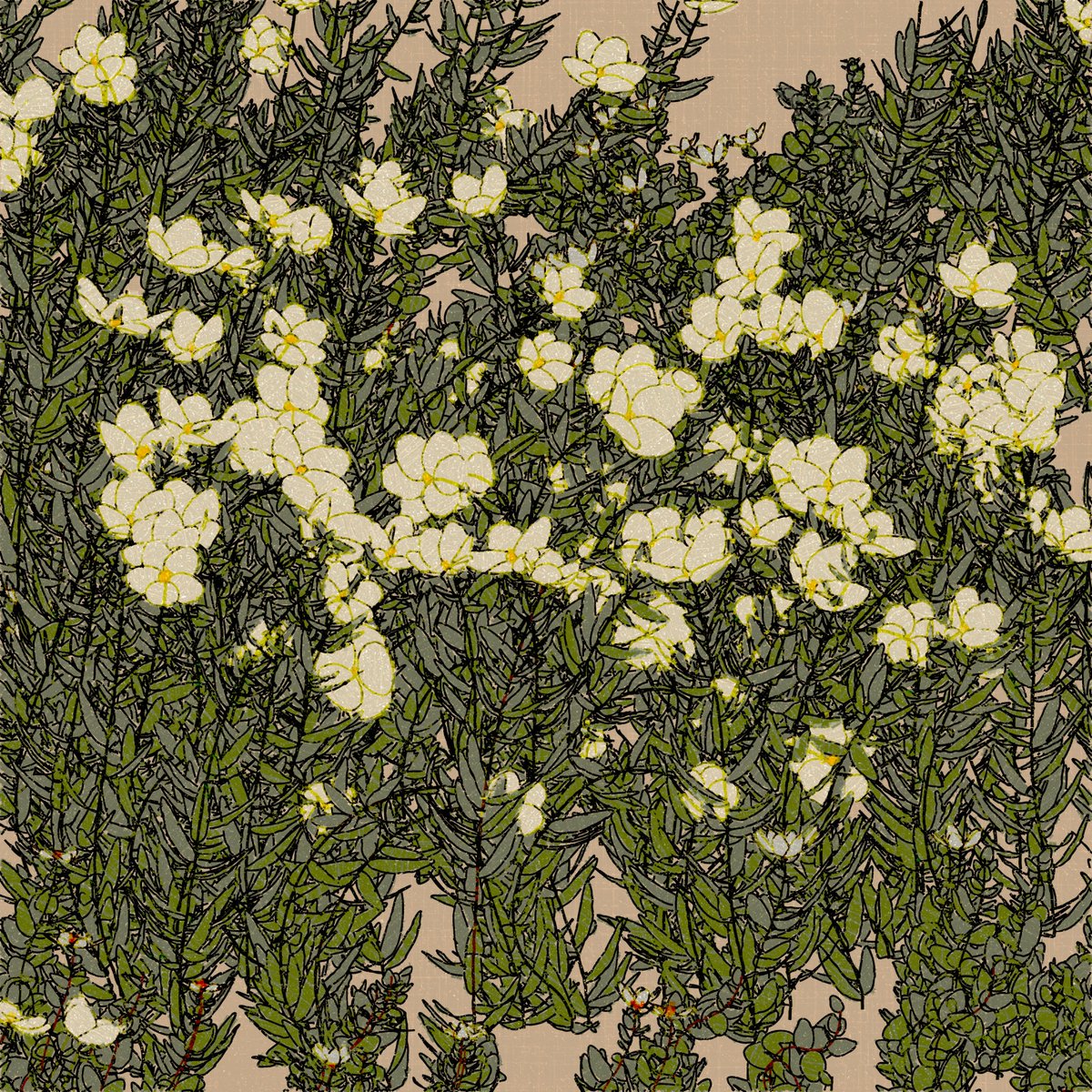 _NatSarkissian's tweet photo. Tree Poppies and Daisies
#generativeart #p5js