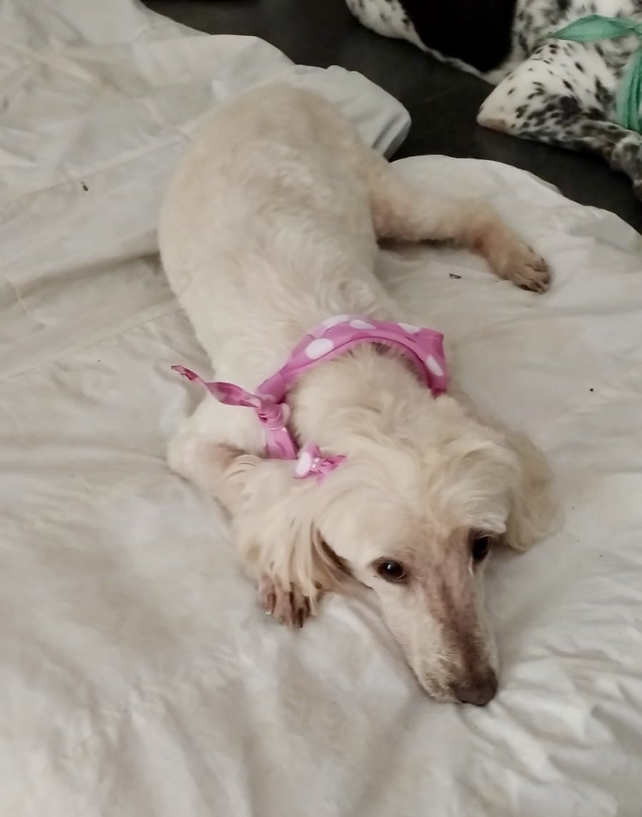 Hola gente, mi perrita Salma desapareció anoche de mi casa en Tuluá, mi mamá ha estado buscándola en el área de la trasversal 12, cerca de la estación de bomberos, si alguien la ha visto por favor llamar o escribir a este número. 3122764364 
Estamos muy tristes y preocupados 💔