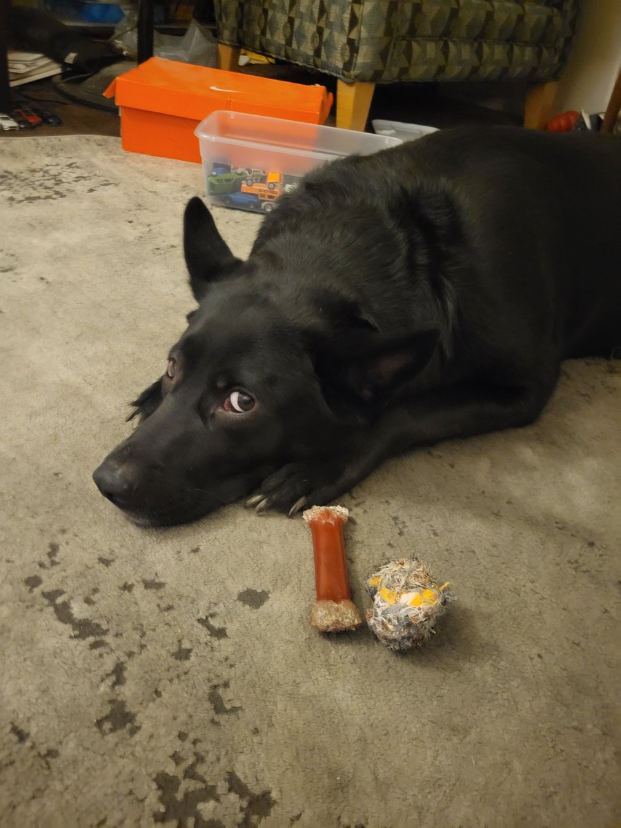 TroyMichaelCof2's tweet photo. My dog is lazy but I love her miss mia https://t.co/uwT3eRwt89