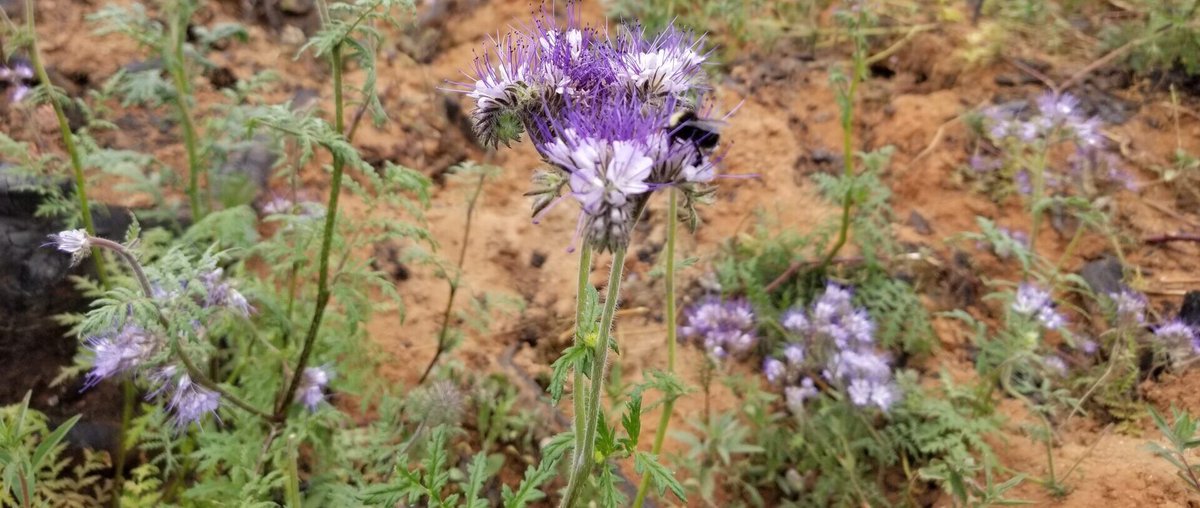 What's all the buzz about?  Our innovative 🐝 project is expanding into Washington State!  Learn more at: buff.ly/3ZwE0Au