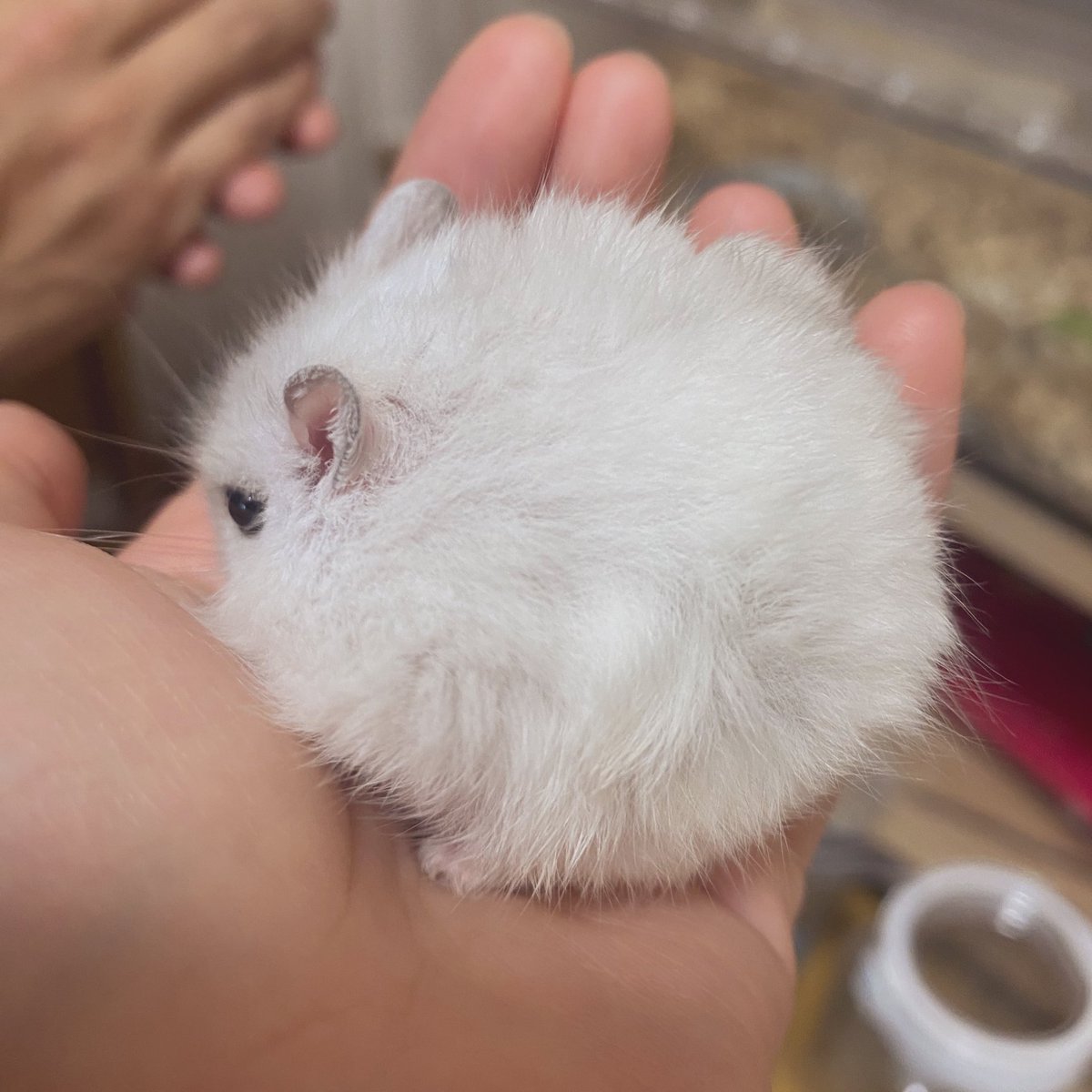 性別見ようと裏返したりしてたらボッフボフになった子ハム
