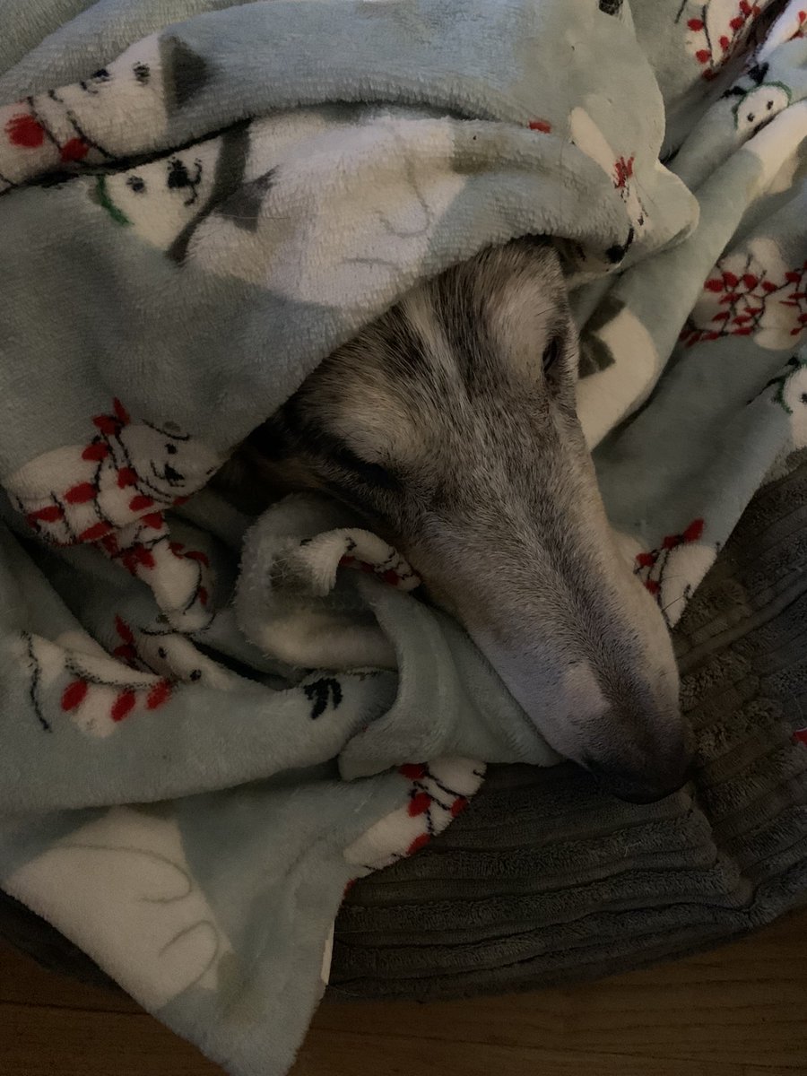 nesbit_'s tweet photo. The Best Collie God ever created! RIP Kyle 1/25/2015 to 12/9/2024 https://t.co/Ym0Fu5cXet