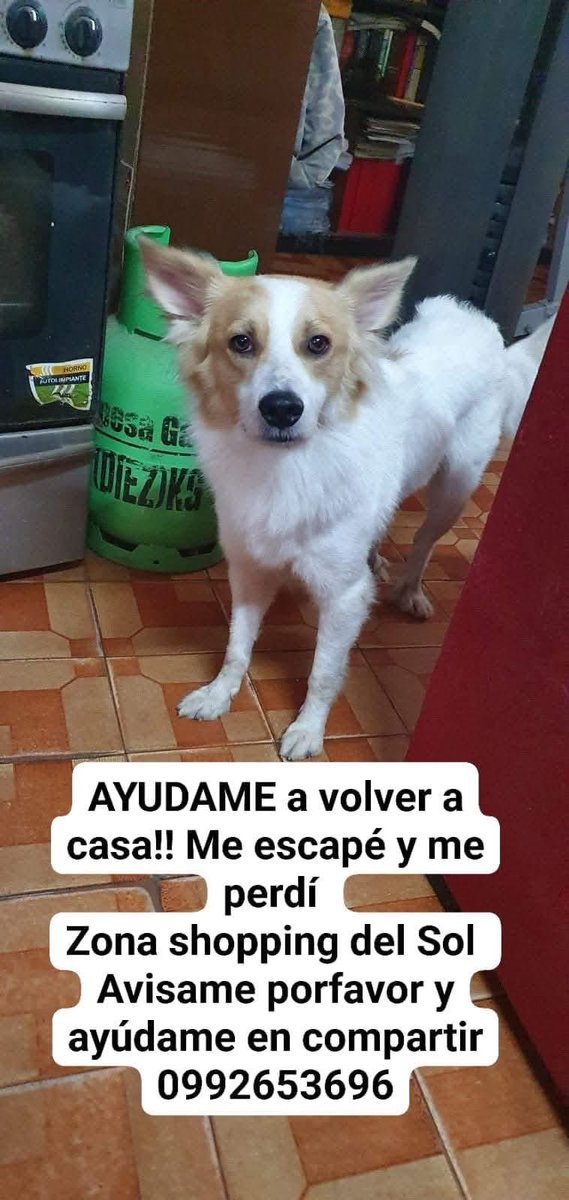 MarcoHuellasPy's tweet photo. Se busca ‼️ ayuda con RP 🙏🐾 https://t.co/1JjzmUxa3V