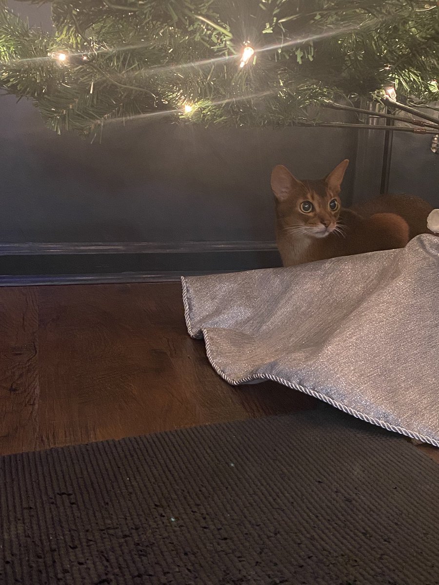 ClaireCre8tes's tweet photo. She’s the greatest gift of all 🥰
#EmmaCat #Cats #ChristmasTree https://t.co/kqtWAJCLzg