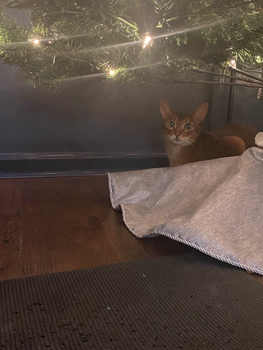 ClaireCre8tes's tweet photo. She’s the greatest gift of all 🥰
#EmmaCat #Cats #ChristmasTree https://t.co/kqtWAJCLzg