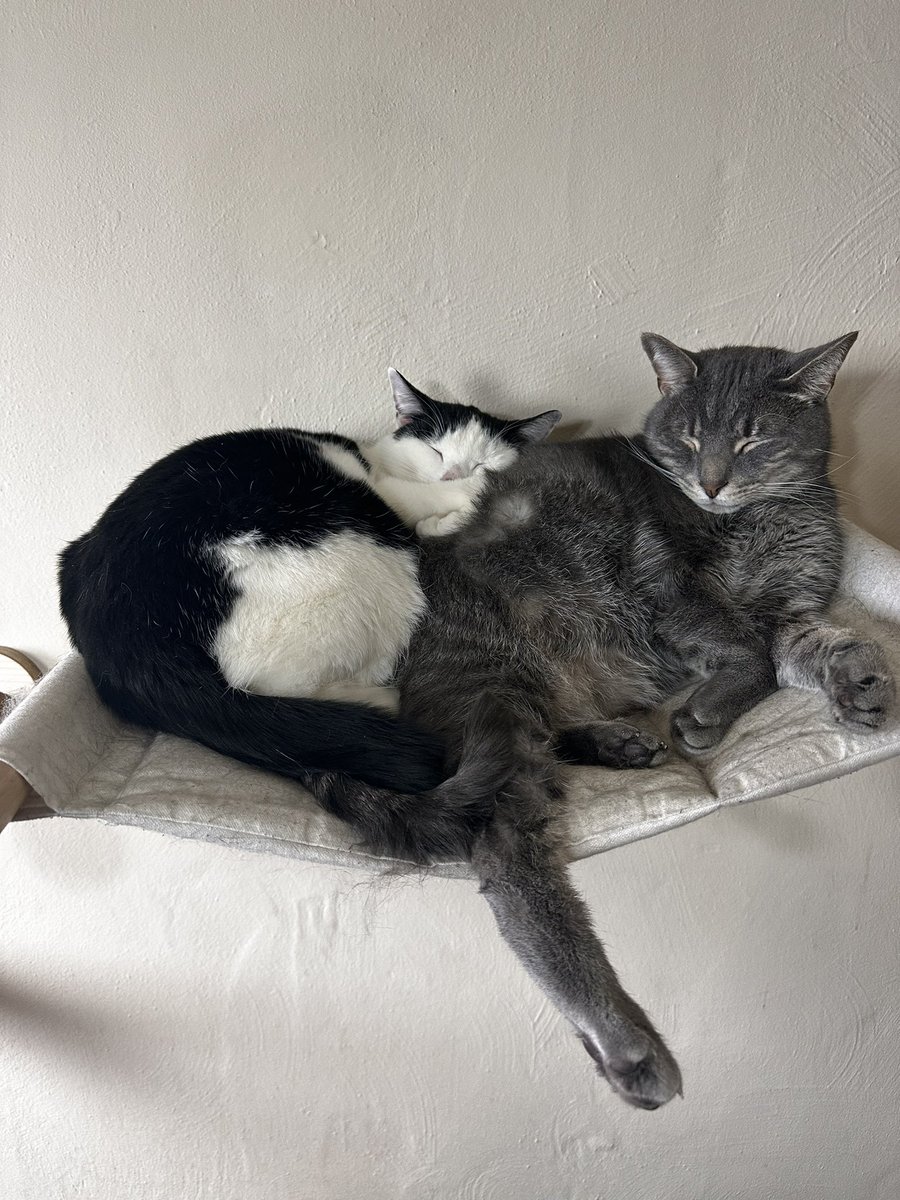 Hey cat fam, need your help!
A fellow cat mom and community member of ours that has been with us from the start has fallen on tough times. This is her Amazon wish list for supplies for her cats. If you are in a place to donate, please do. She’s always been there for us. If you
