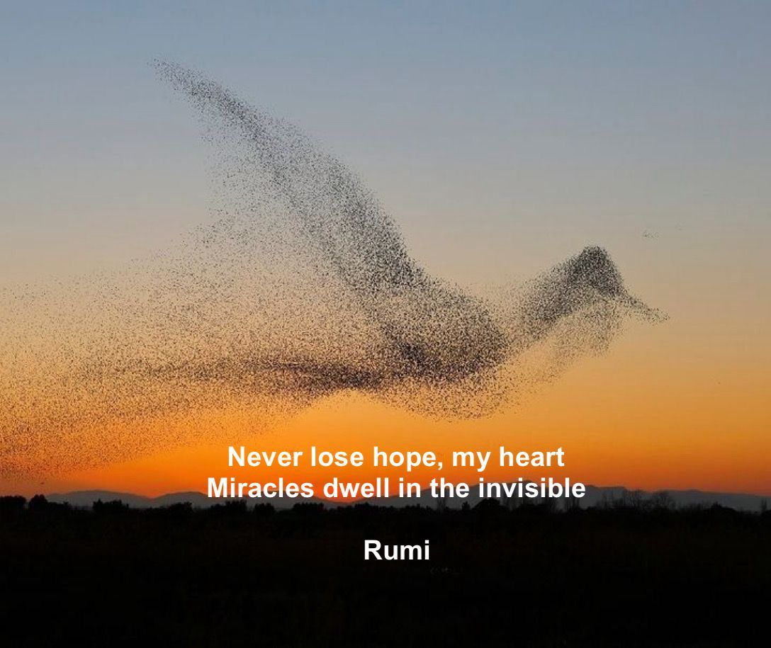 ramblingsloa's tweet photo. Never lose hope, my heart
Miracles dwell in the invisible.

Rumi https://t.co/f58WbEZIPX