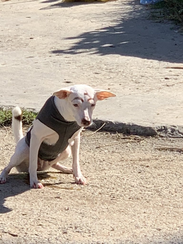 Yednay2's tweet photo. lo más random q vi hoy , un perro con cejas 😂😂😂 https://t.co/OnEOaNh4BV