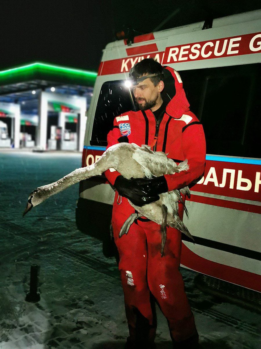 Ще одна водна пташка