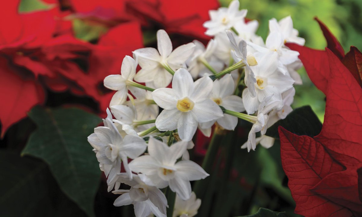 This Week at Phipps, learn how to create delicious savory baked goods, dive into creating relaxing soaks from herbs and enjoy the last Magic Meets Music performance of the season!🌿🎻

Read more: phipps.conservatory.org/blog/detail/th…

Photo © Paul g. Wiegman