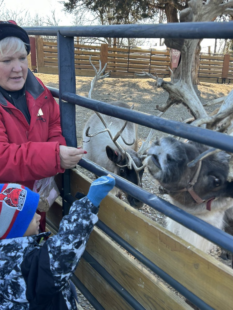 DaraEdu7's tweet photo. When life gives you field trips, make unforgettable memories! Ss compared the sizes of male and female antlers, fed reindeer, took a 🚂 ride and mailed their Christmas lists to Santa. Thanks @CherylReiss5 & Reindeer Ron
@ReindeerRidge #IamCPS @jppcincinnati https://t.co/by5bUYMToS