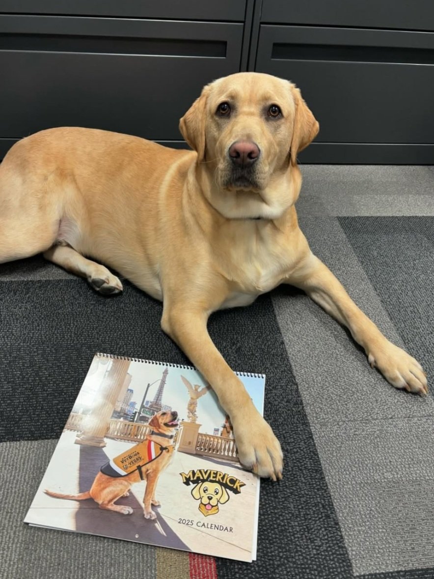 VGKpup's tweet photo. I might need some help hanging this on the wall.

#MaverickMonday🐾
🐶 https://t.co/T7naBDFtM7