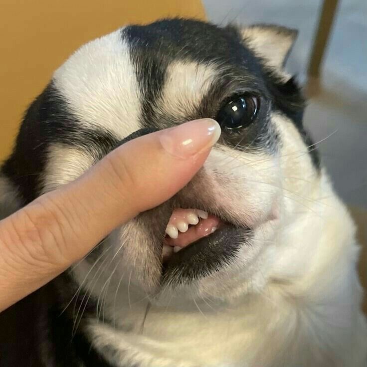 💖 (@twaniimals) on Twitter photo 