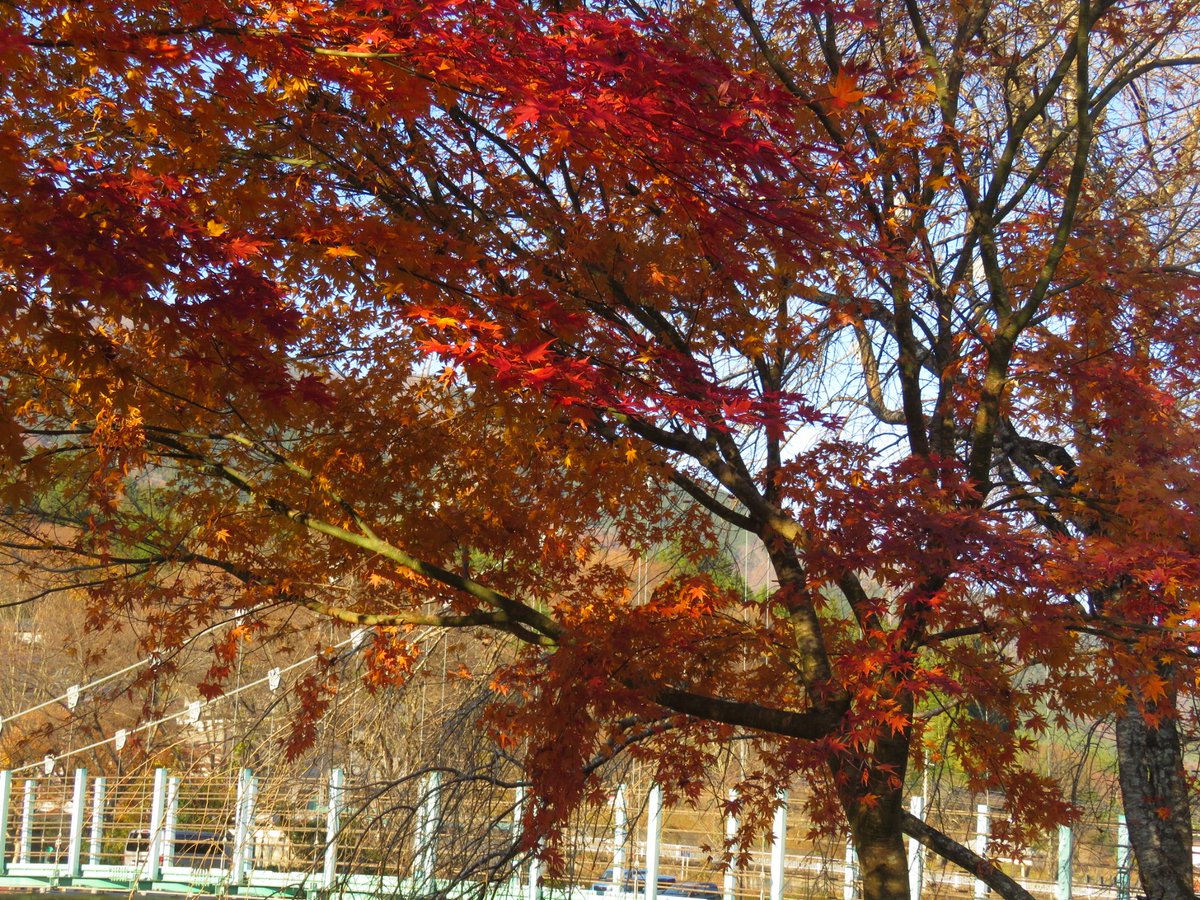 erisiaastrology's tweet photo. 「あーかやきいろーのー🎵」と言うことで、紅葉は黄色も好き💛ウッディカラーだから😉本日は青梅にてお仕事です‼️頑張ります✌️💕
#紅葉 #モミジ #japanesemaple #autumleaves #autumcolors https://t.co/TF6TxZ5hGP