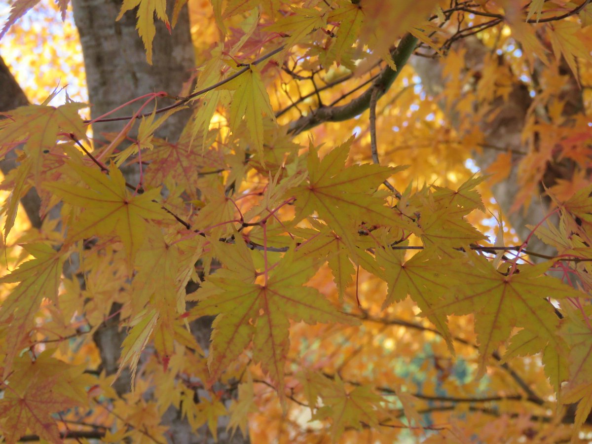 erisiaastrology's tweet photo. 「あーかやきいろーのー🎵」と言うことで、紅葉は黄色も好き💛ウッディカラーだから😉本日は青梅にてお仕事です‼️頑張ります✌️💕
#紅葉 #モミジ #japanesemaple #autumleaves #autumcolors https://t.co/TF6TxZ5hGP