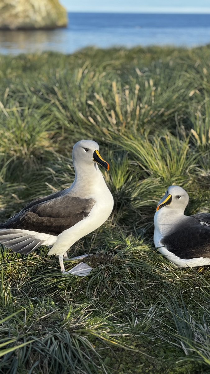 XinoVld's tweet photo. Albatros en Islas Diego Ramírez.
Faro Fin del Mundo
Impagable la maravilla de este Santuario.
#MardeDrake #Chile #Santuario
@Off_Valpo @CesarAnt77 https://t.co/r3yMkKAckf