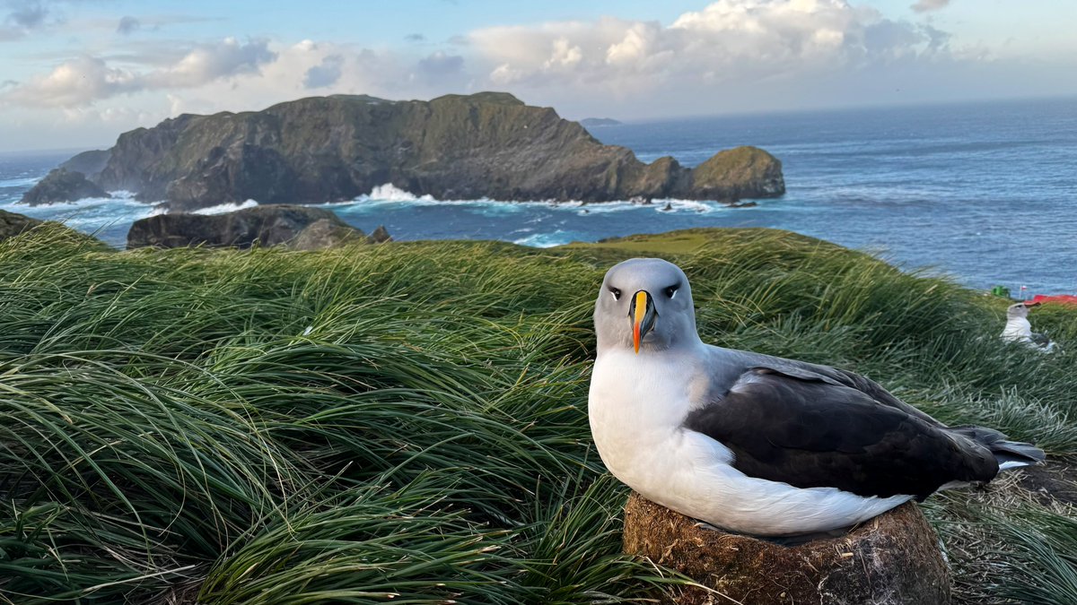 XinoVld's tweet photo. Albatros en Islas Diego Ramírez.
Faro Fin del Mundo
Impagable la maravilla de este Santuario.
#MardeDrake #Chile #Santuario
@Off_Valpo @CesarAnt77 https://t.co/r3yMkKAckf
