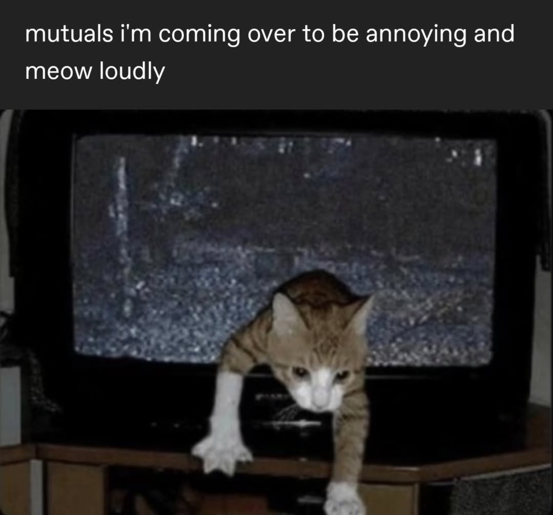 Catsillyness's tweet photo. ㅤ https://t.co/mYfFpznTC4