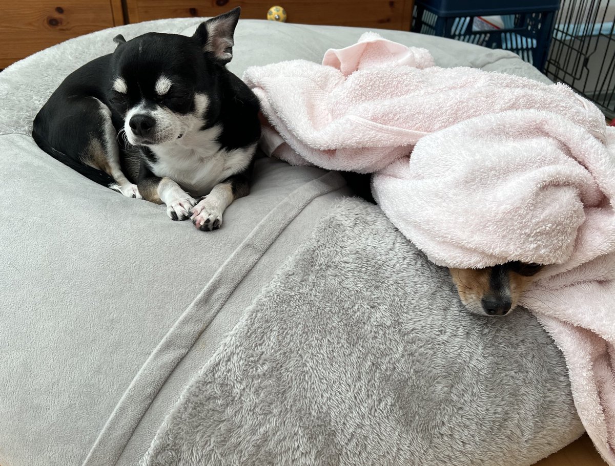 felice_dogs's tweet photo. ふとん独り占めしないでよ😭

＃チワワ #毎日日記 ＃ファッション #毎日日記 #felice https://t.co/zqu7zL0f4Y
