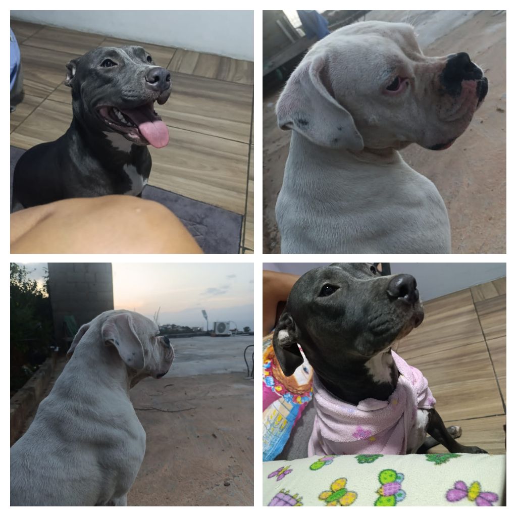 ⚠️¡SE BUSCAN!⚠️ Pitbull Gris (Mia) y Bóxer Blanco (Bobby) vistos por última vez hoy en la mañana en Arrecife Catia La Mar - La Guaira. Se escaparon de la casa. 🤳 04241538987 04129519232

#laguaira
#playasdevenezuela
#arrecifecatialamar
#catialamar