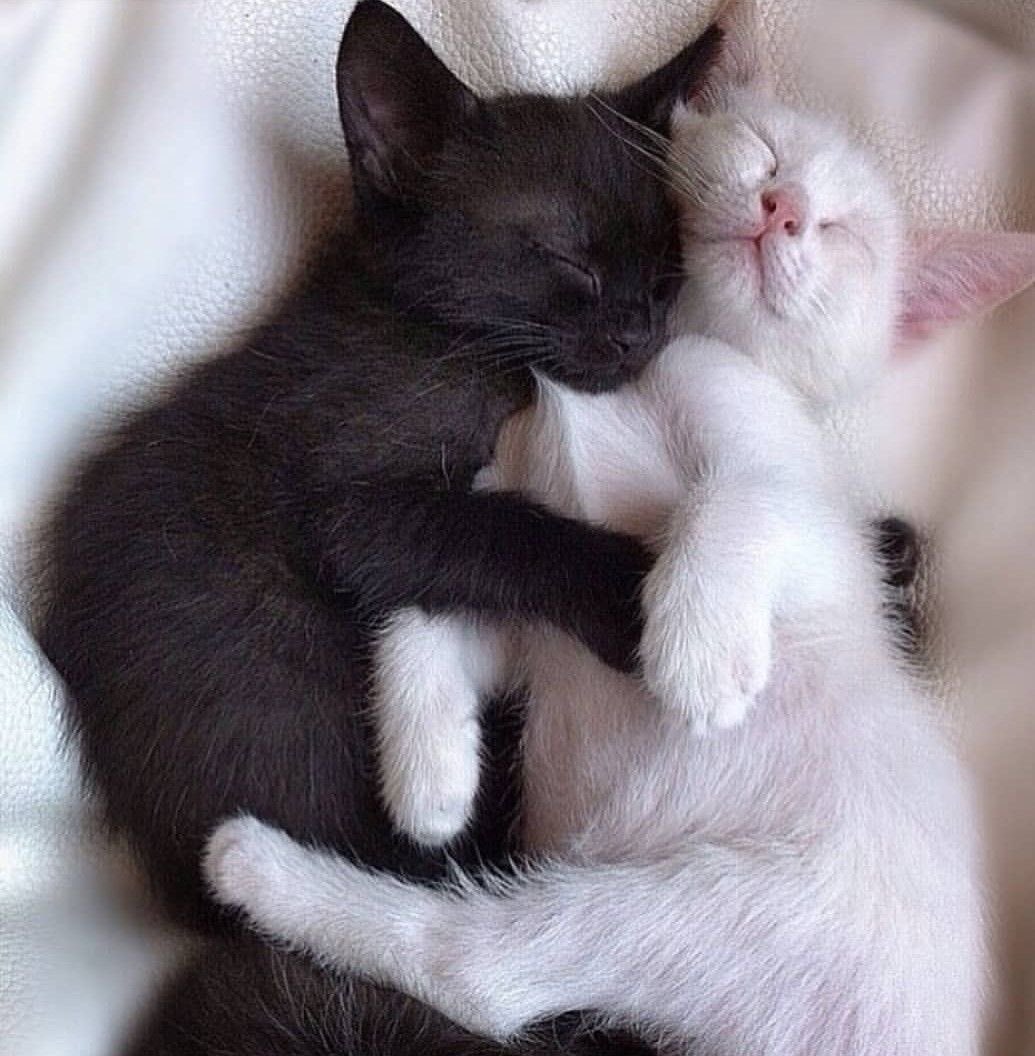 Cuddles