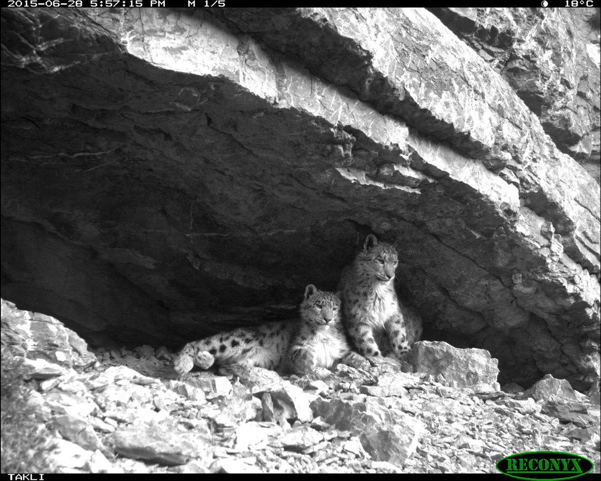 Trail_Cams's tweet photo. https://t.co/7y2Cu9LGzj