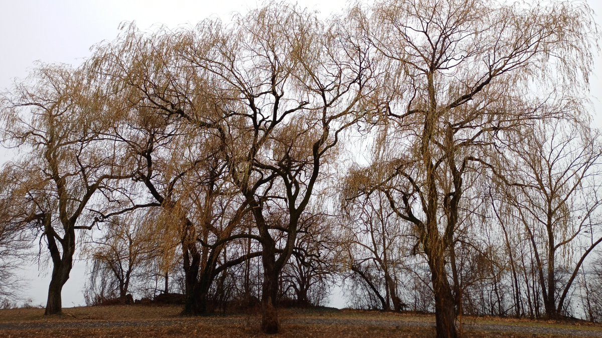 FototakerTony's tweet photo. These #gorgeousTrees are in #NiagaraFallsUSA and LOVE seeing them! Distressed to see one was #cutDown but the majority of the Trees are still standing on grounds that are part of #NiagaraFallsStatePark. @CityOfNFallsNY #parksrecreationNiagaraFalls #TREEsGiveHumansLife #Nature #arboles #upperNiagaraRiver @NiagaraFallsUSA