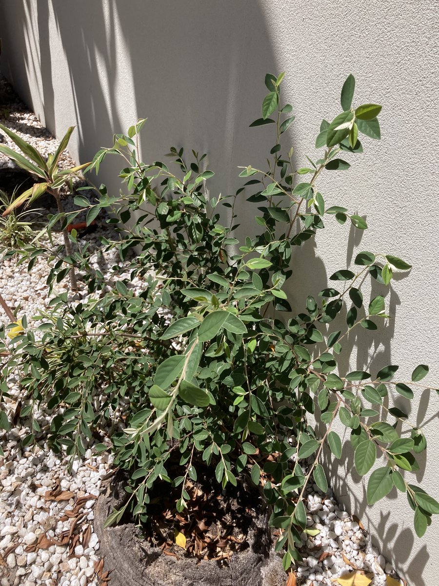 Dr Yotti Kingsley @yottikingsley.bsky.social (@yottikingsley) on Twitter photo Gardeners on this platform I need your help. This has started randomly growing in my backyard in Melbourne... What is it and should I keep it or get rid of it if invasive? Any ideas <a href="/pettitt_phil/">Phil Pettitt</a>? Gardeners on this platform I need your help. This has started randomly growing in my backyard in Melbourne... What is it and should I keep it or get rid of it if invasive? Any ideas <a href="/pettitt_phil/">Phil Pettitt</a>?