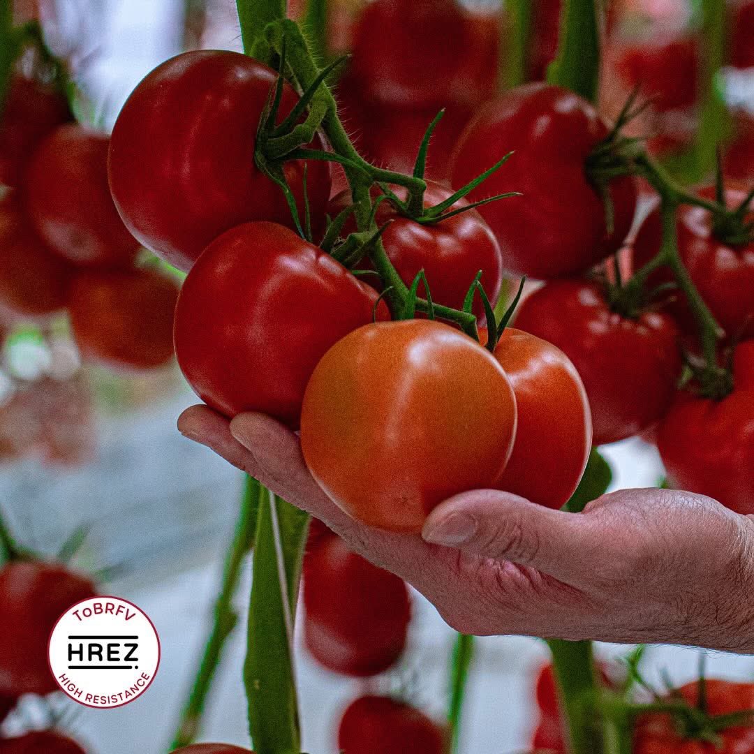 Una de las buenas cosas que tenemos para contar sin duda es Formoza 🍅; un tomate HREZ de racimo que destaca por su gran calidad ajustada a los estándares de exportación, de porte fuerte y alto vigor que le permite ser establecida en ciclos largos.