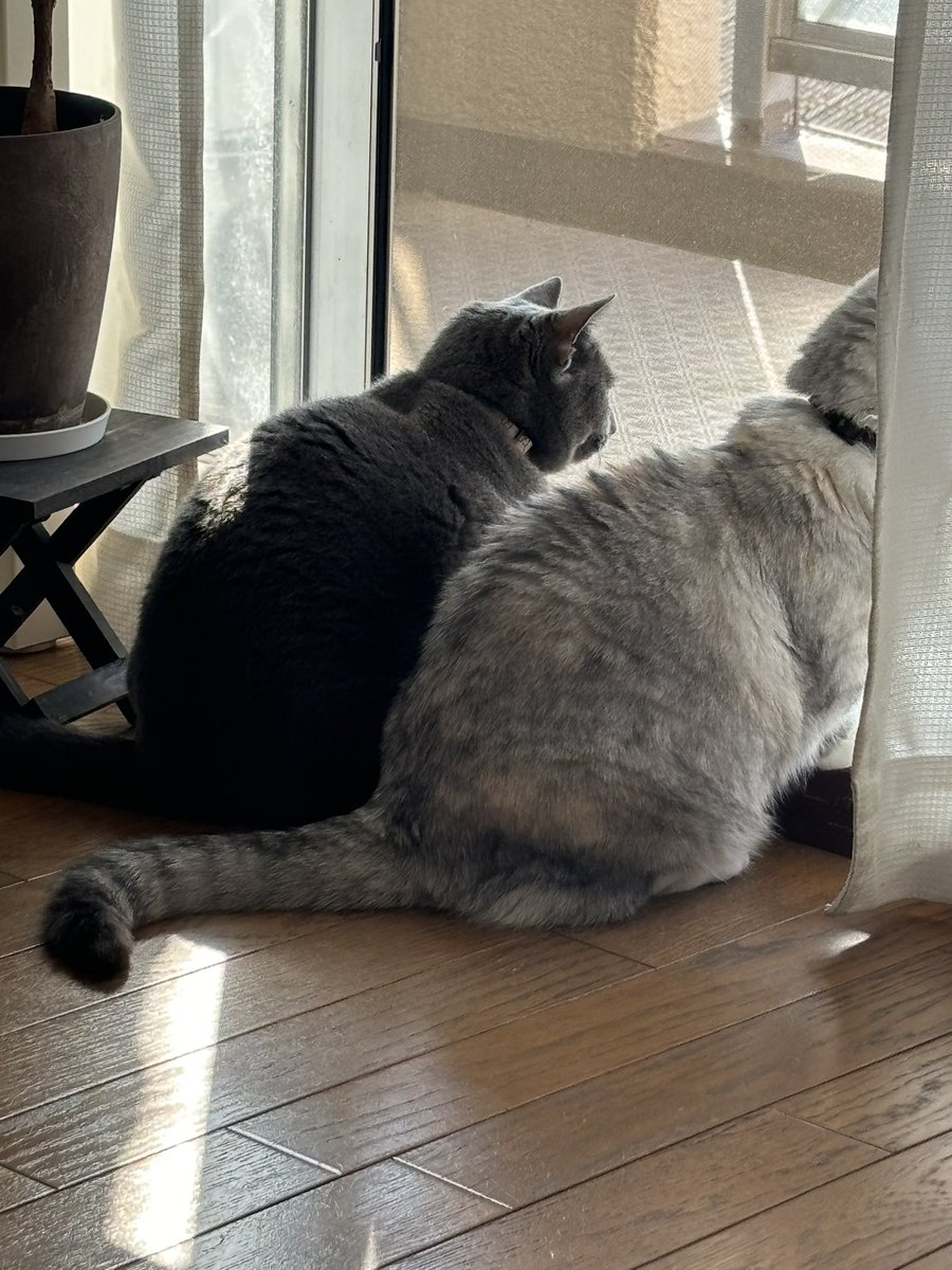 言ってることは わかる。 ありがとう
だけども…あなた だれ？？爆笑
そんなこんなの1日の始まりだけども…友達が推しのDVDも一緒にポチってくれたし😊
そして なにより 今日は この子達とまったりした時間をすごせる❤️
 #ロシアンブルー #ミヌエット
 #にゃんず #ねこすきさんとながりたい。