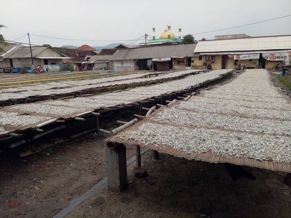 irwan_jan's tweet photo. Senin(09/12/2024)Irwandi Luhkan Kota B.Lampung, Sutarsono Poklahsar Usaha Bahari Jayen Kel.Kota Karang Kec.T.B.Timur,produksi teri 315 kg,harga 55-100rb/kg
 #GiatLuhkanSatminkalBRPPUPP
#BandarLampung
#luhlapor
#produksi
@pusluh_bppsdm
@ipkanilampung
@bppsdm_brppupp
@Ditjen_PDSPKP https://t.co/K485OdESYG