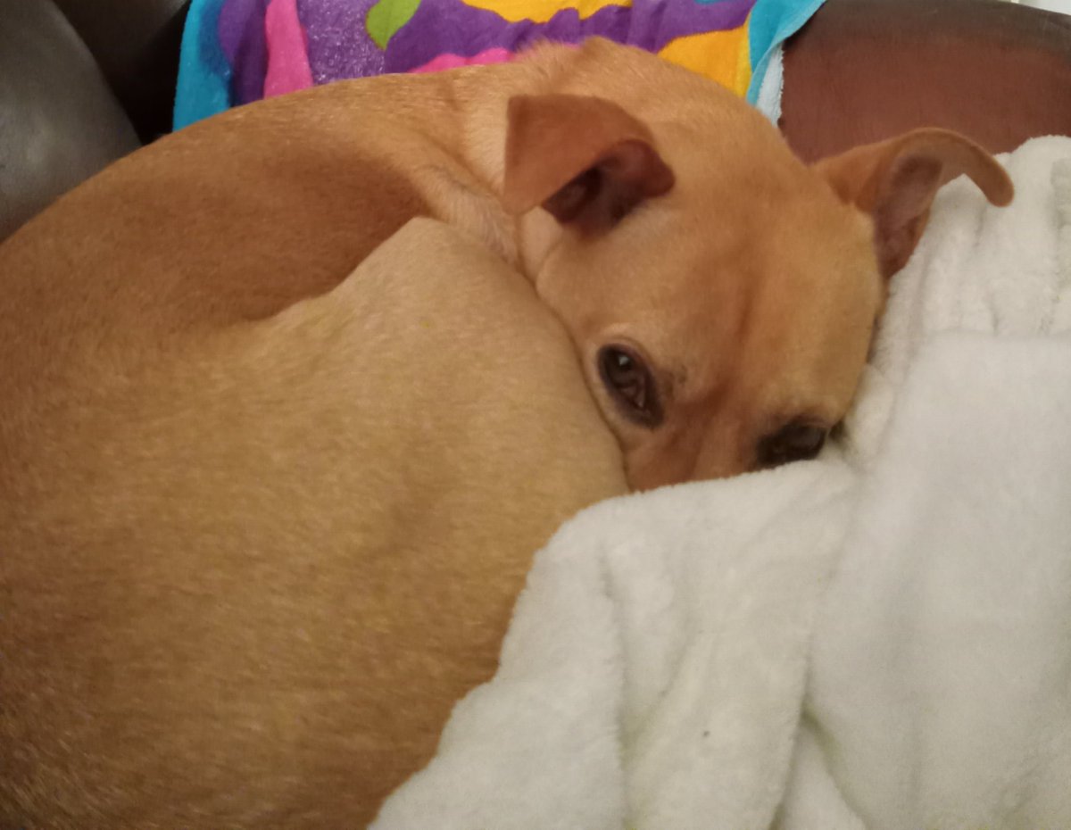 I'm not sure why, but Pup is pretending to be asleep. She closes her eyes every time I glance at her! 😂 #DogsOfX