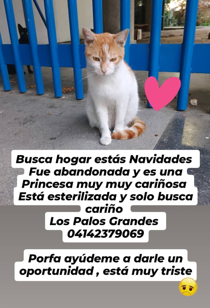 yaracalcagno's tweet image. Difundo. Por favor, si no la pueden adoptar, ayuden difundiendo. La abandonaron y cada día está más flaca de la tristeza, necesita urgente un hogar. Gracias