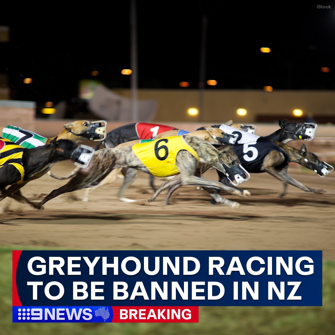 #BREAKING: In a shock decision, the New Zealand government has announced greyhound racing will be outlawed, with legislation set to be passed under urgency to prevent the unnecessary killing of racing dogs during the transition. #9News

READ MORE: nine.social/Sri