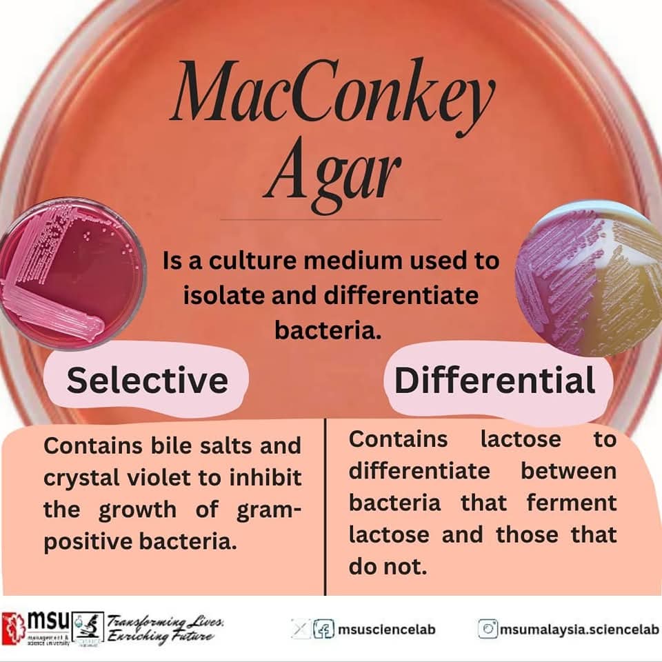 MSUsciencelab's tweet photo. Colorful science in action!
From yellow to pink - MacConkey agar helps us visualize bacterial fermentation and differentiate pathogenic species. π§«π¦
#MSUScienceLab
#informationposter
#MSUmalaysia
#learningexperience
#MacConkeyAgar https://t.co/okcaTAPRTH